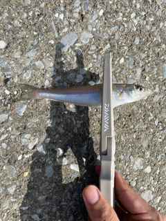 キスの釣果