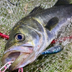 フッコ（マルスズキ）の釣果