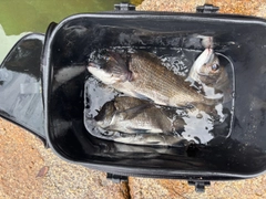 チヌの釣果