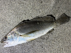 ニベの釣果