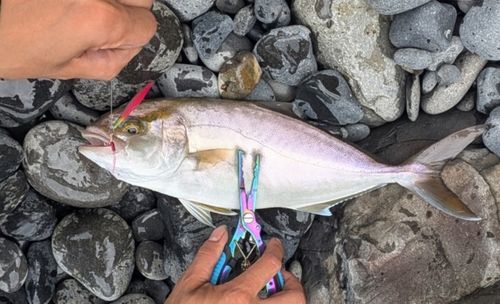 ネリゴの釣果