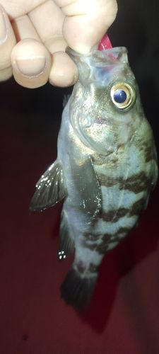 メバルの釣果