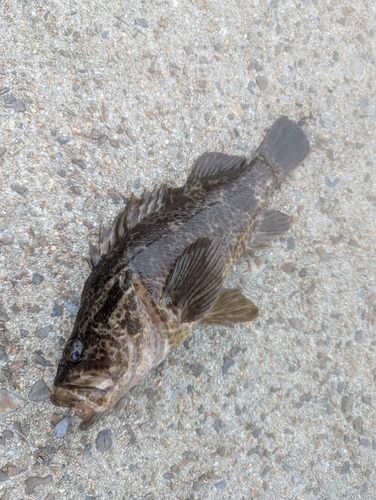 タケノコメバルの釣果