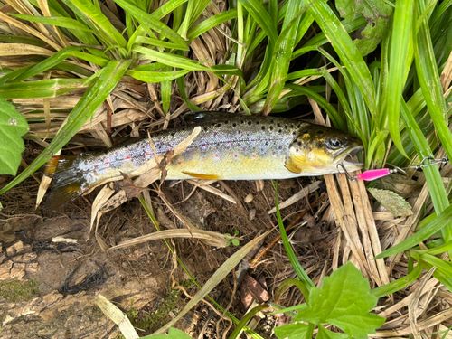 ヤマメの釣果