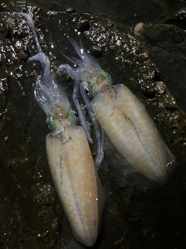 アオリイカの釣果