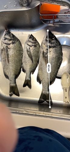 クロダイの釣果