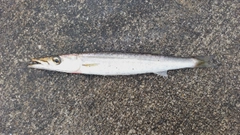 アカカマスの釣果
