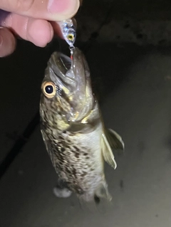 クロソイの釣果