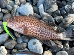 オオモンハタの釣果