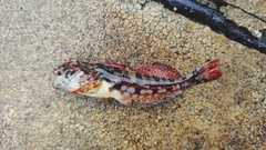 アナハゼの釣果