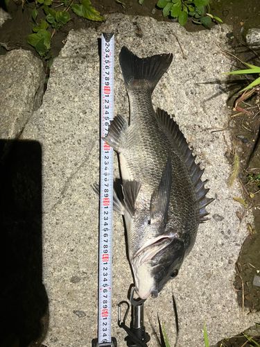 チヌの釣果
