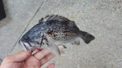 クロソイの釣果
