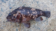 オウゴンムラソイの釣果
