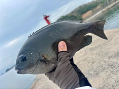 メジナの釣果