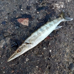 オニカマスの釣果