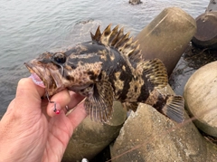 タケノコメバルの釣果