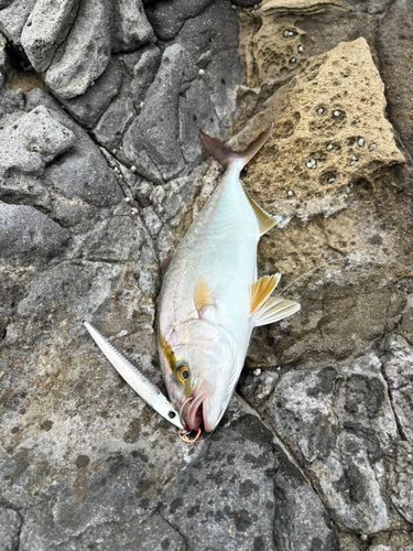 シオの釣果