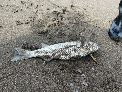 ボラの釣果