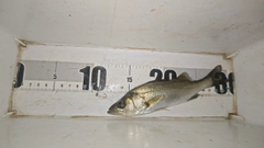 セイゴ（マルスズキ）の釣果