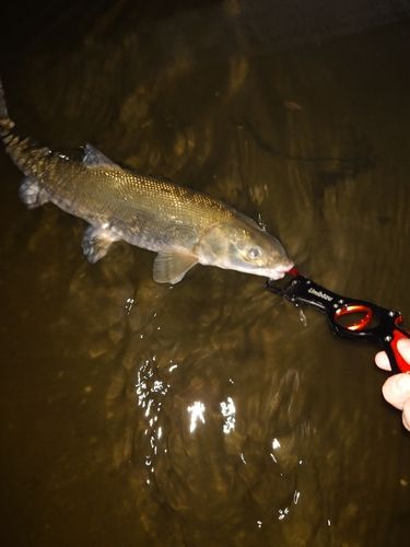 ウグイの釣果