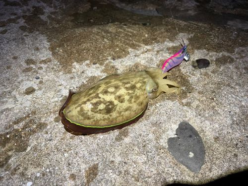 コウイカの釣果