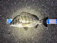 クロダイの釣果