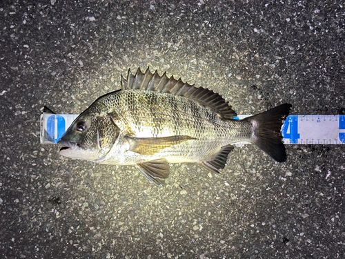 クロダイの釣果