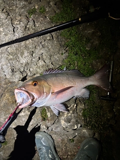 バラフエダイの釣果