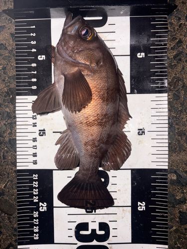 メバルの釣果
