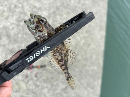 アナハゼの釣果