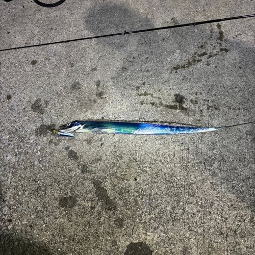 タチウオの釣果