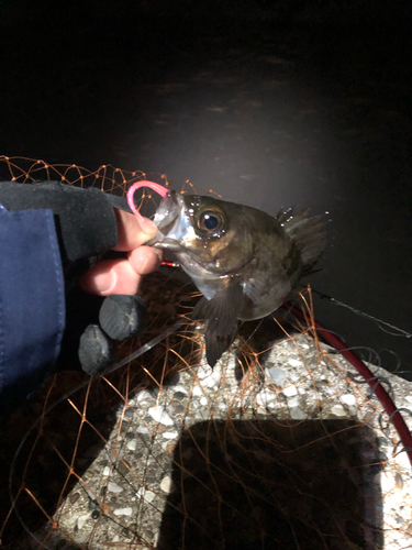 メバルの釣果