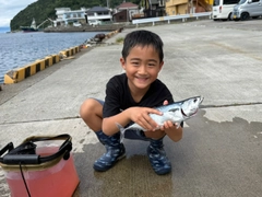 ヒラソウダの釣果