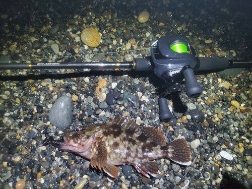 カサゴの釣果