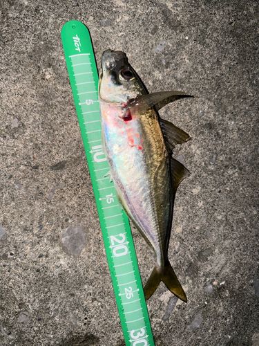 マアジの釣果