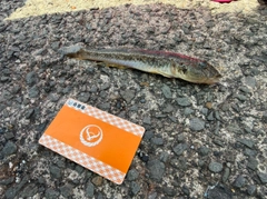 マハゼの釣果