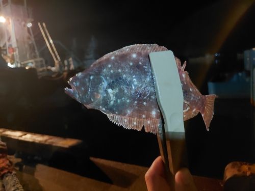 ヒラメの釣果