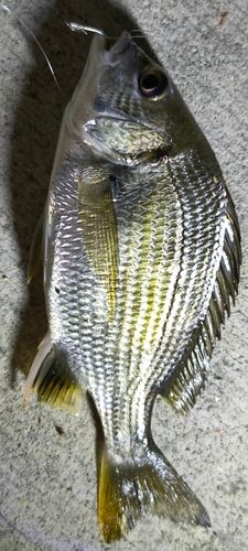 キチヌの釣果・釣り情報まとめ【2026年最新】 - アングラーズ | 釣果