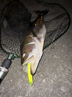 スズキの釣果