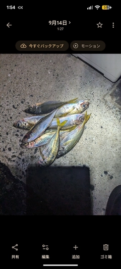 マアジの釣果