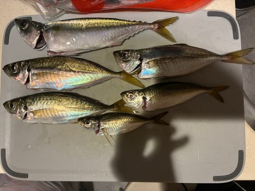 サバの釣果