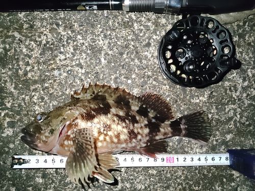 カサゴの釣果