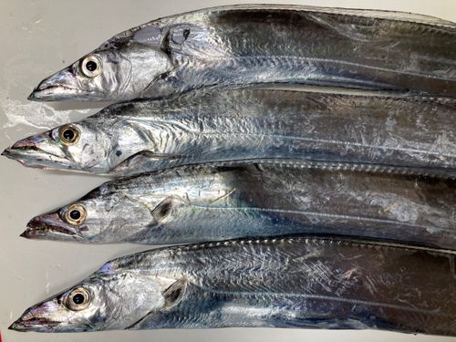タチウオの釣果