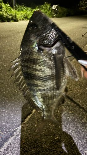 クロダイの釣果