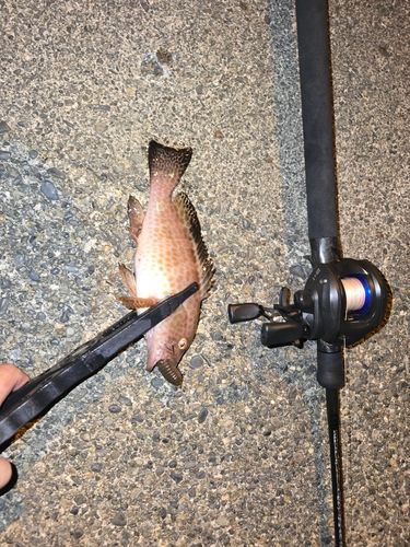 オオモンハタの釣果