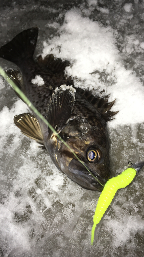 ソイの釣果