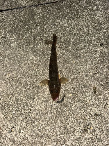 ハゼの釣果