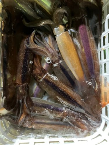 スルメイカの釣果