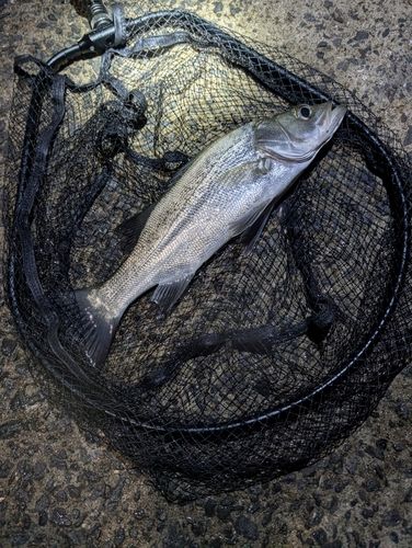 セイゴ（ヒラスズキ）の釣果