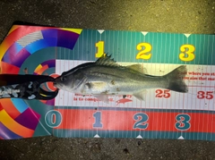 シーバスの釣果